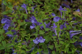 Scutellaria scordiifoliaGlidkruid bestellen